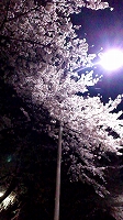 夜桜.jpg