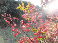 s-DSCF1650.jpg