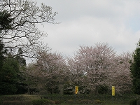 s-綺麗な桜.jpg