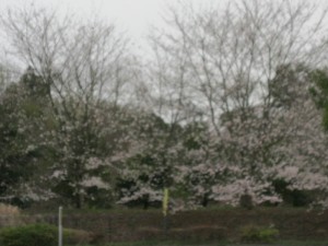 s-2015.4桜